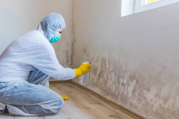 Licensed Black Mold Removal service in Arcadia, MI - WQB Mold Removal