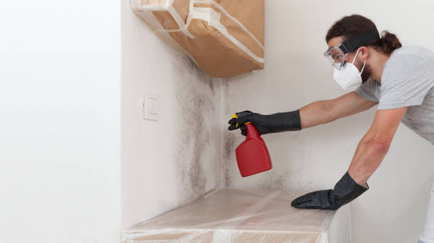 Professional Black Mold Removal technician working in Arcadia, MI