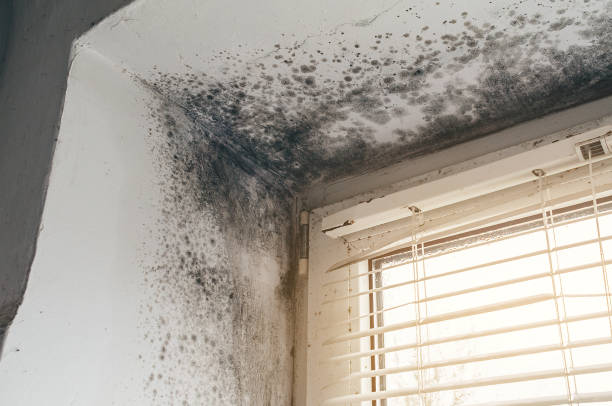 Affordable Black Mold Removal solutions in Arcadia, MI